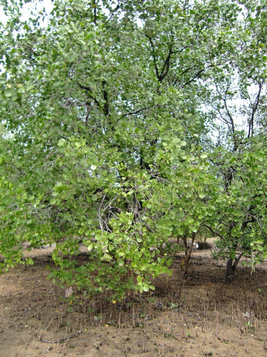 Осина populus tremula