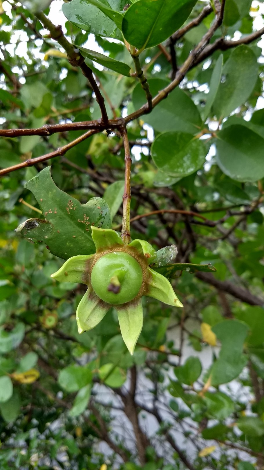 Lecythis ibiriba дерево