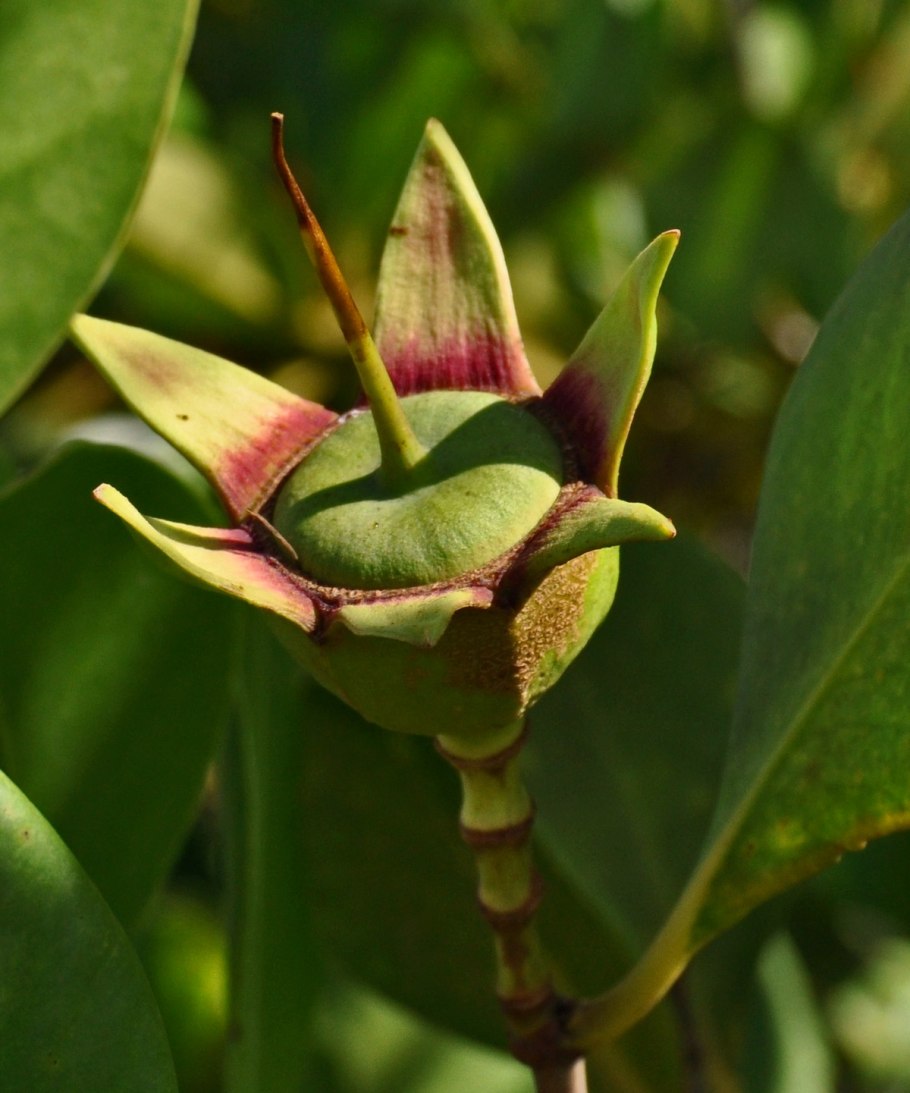 Растения семейства