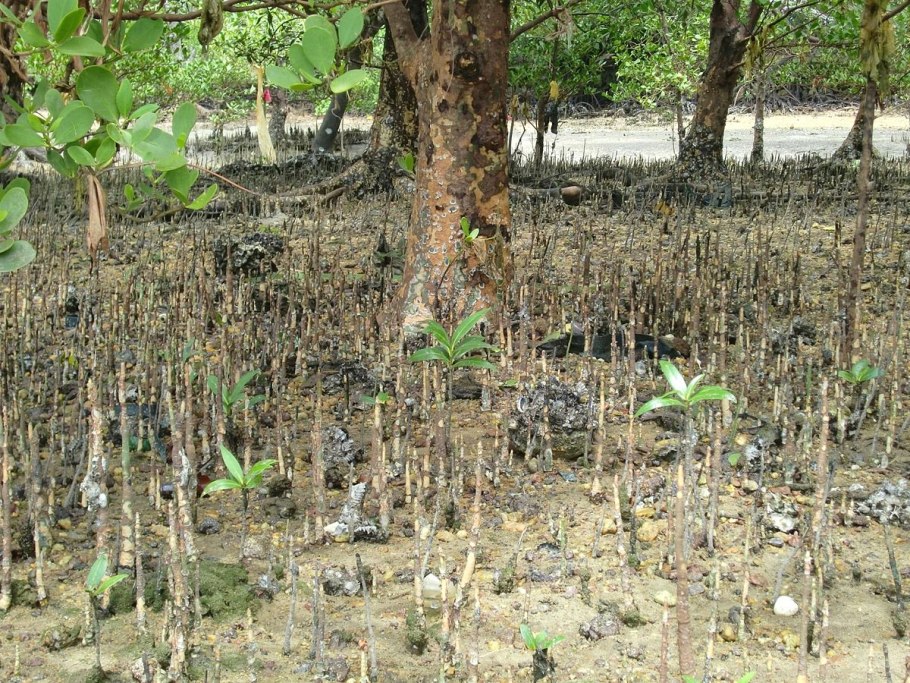 Стручки мангры