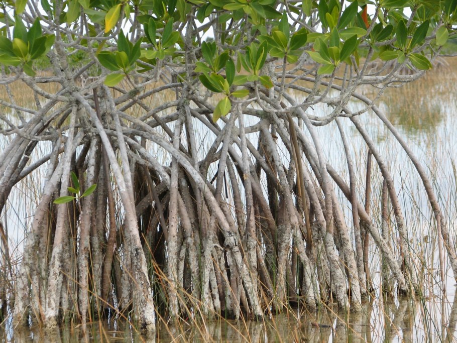 Воздушные корни мангровых деревьев
