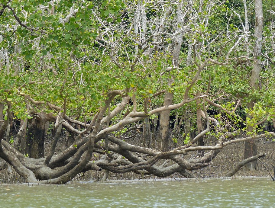 Существуют ли мангры России