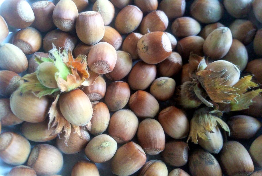 Орех лещина и фундук