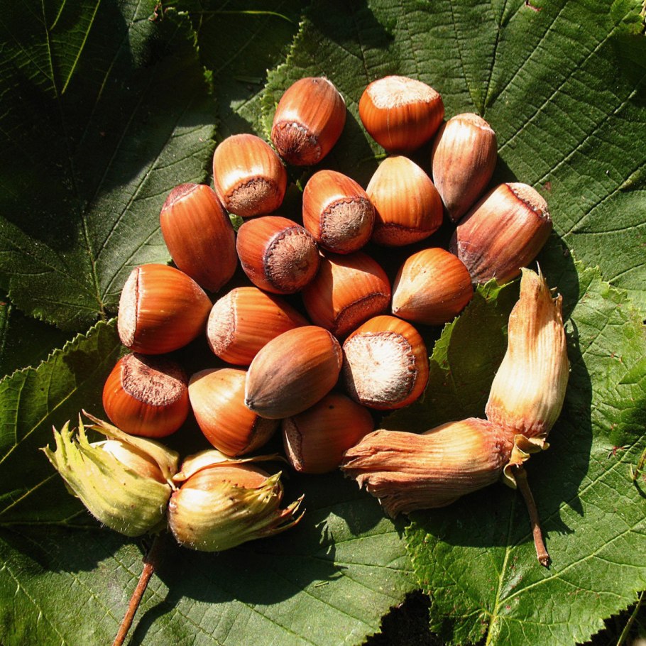 Фундук лесной орех