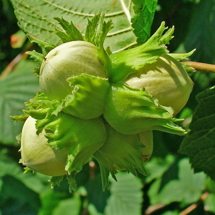 Фундук (лещина обыкновенная) исаевский