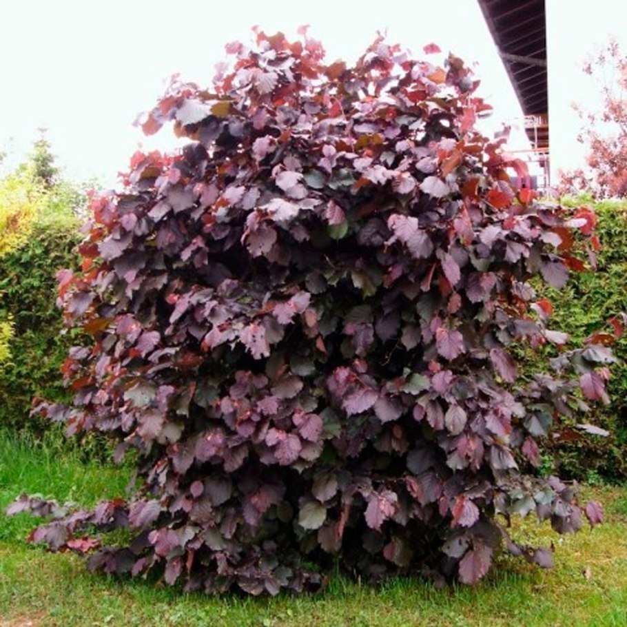 Лещина краснолистная московский рубин