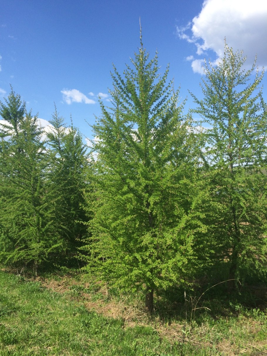 Лиственница Чекановского