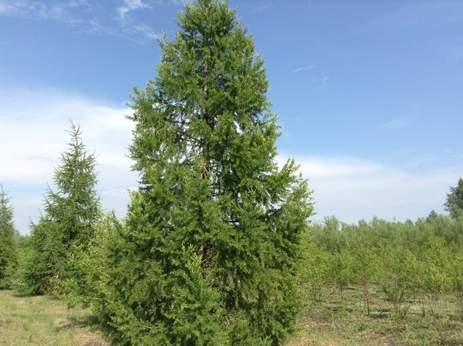 Лиственница Сибирская Lárix sibírica