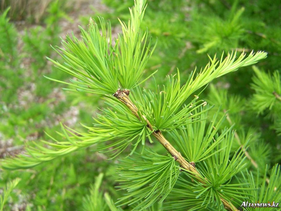 Лиственница Миддендорфа