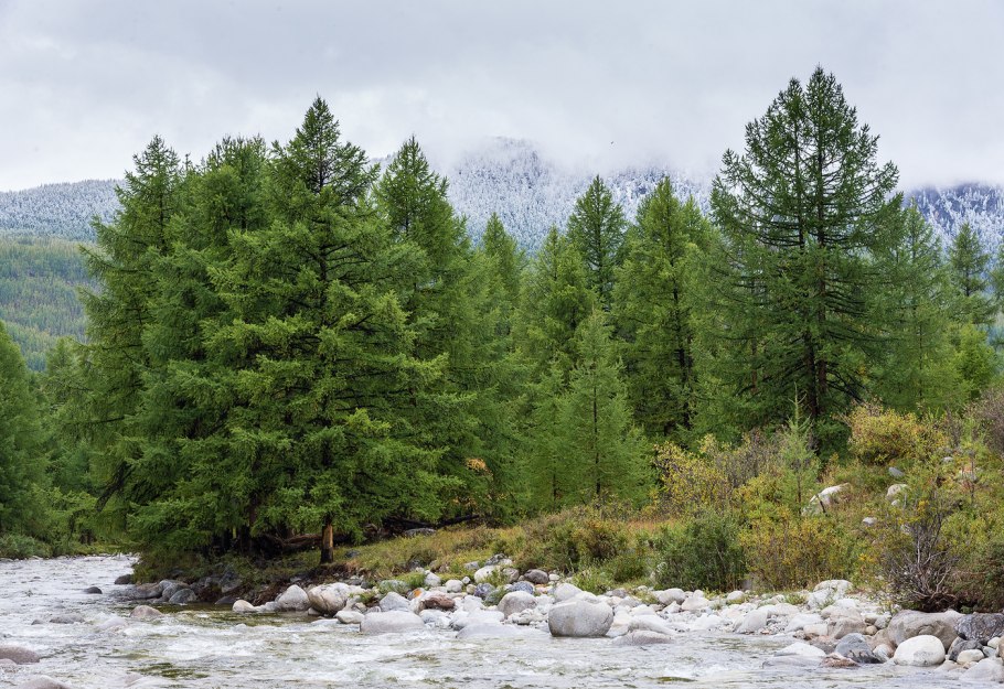 Лиственница Каяндера