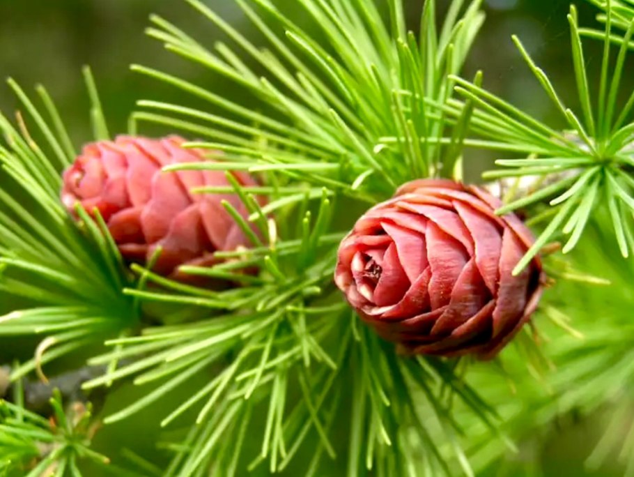 Лиственница Сибирская и Даурская