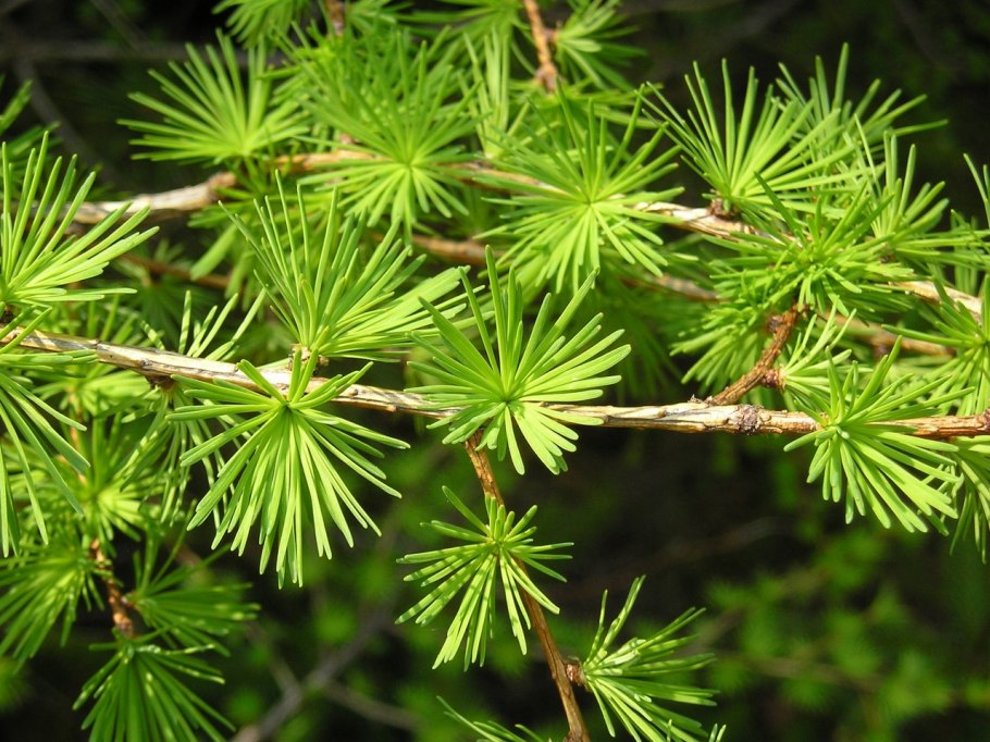 Лиственницаполяреая роза