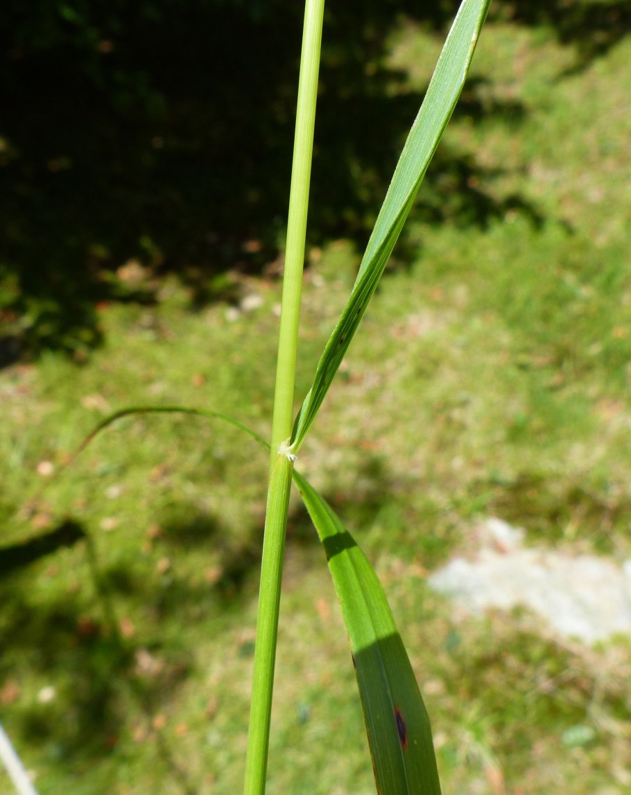 Семейство Злакоцветные
