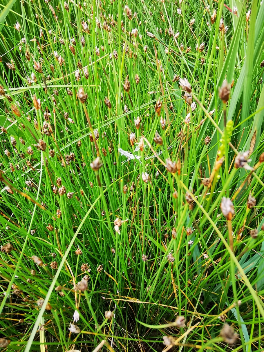 Eleocharis quinqueflora