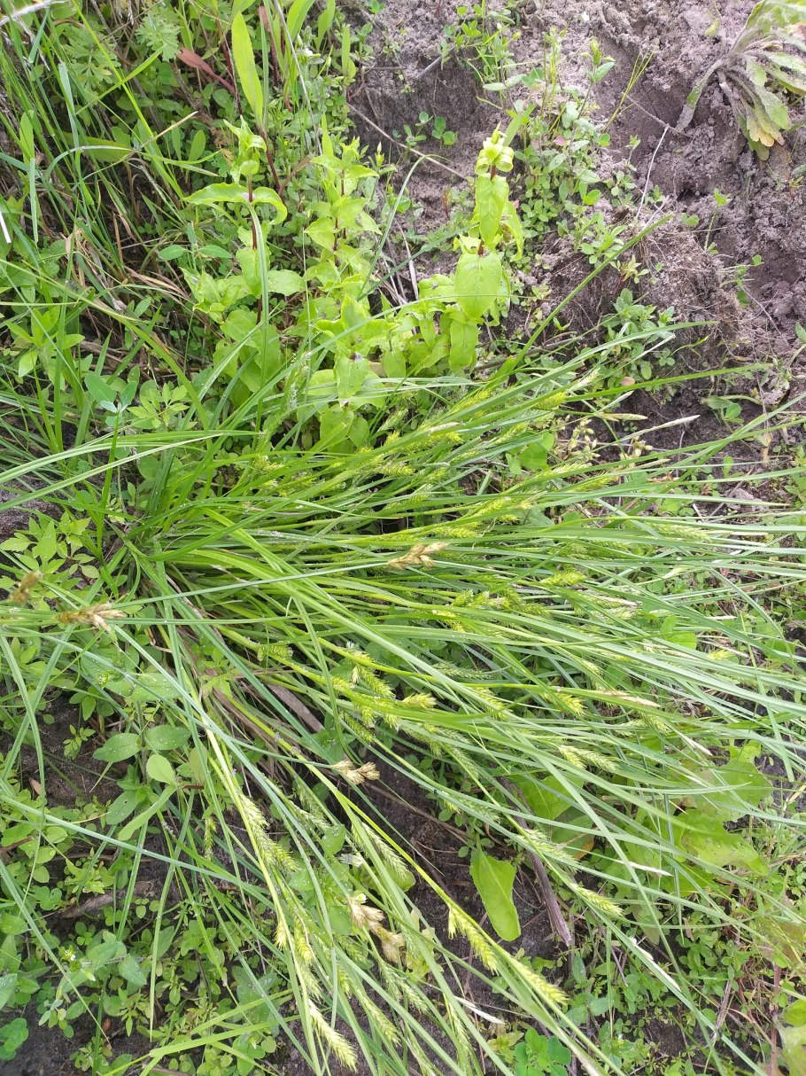 Злаковые (Poaceae) Покрытосеменные