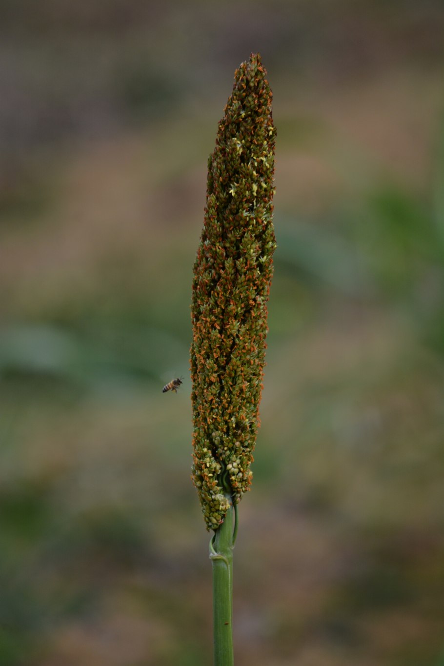 Колос ржи Secale cereale l