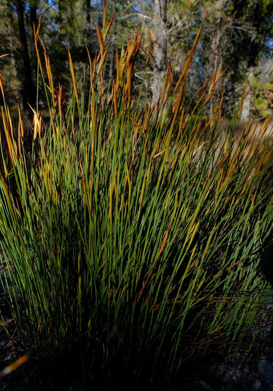 Многобородник фото