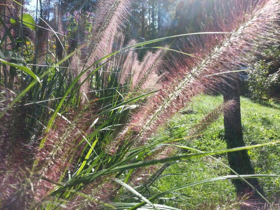 Carex Flacca