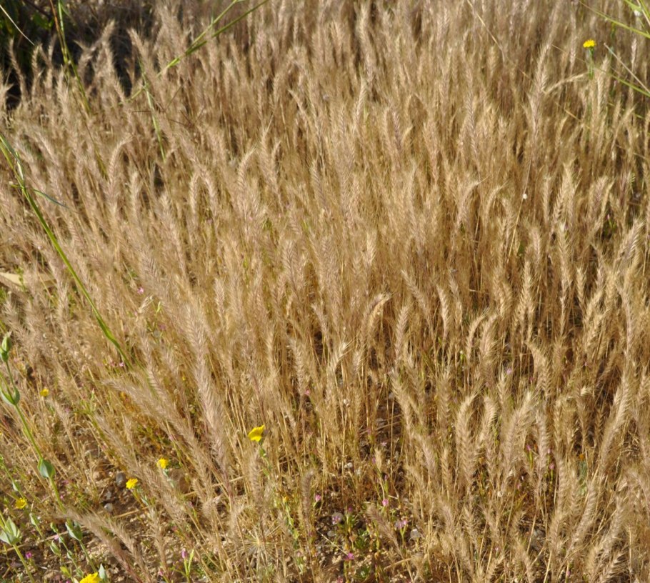 Озимая пшеница – Triticum aestivum