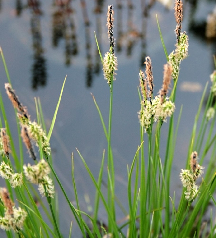 Трава Themeda triandra