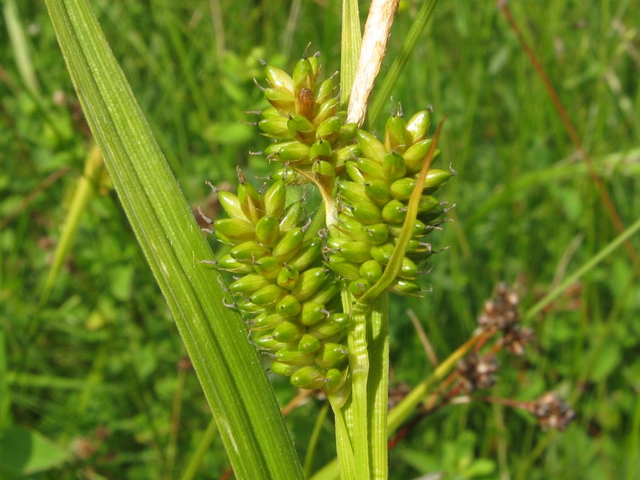 Осока бледноватая
