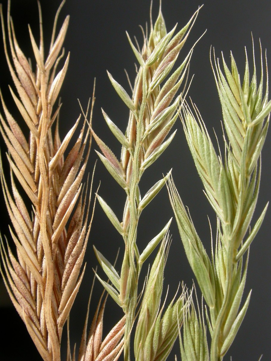 Ковылевое поле