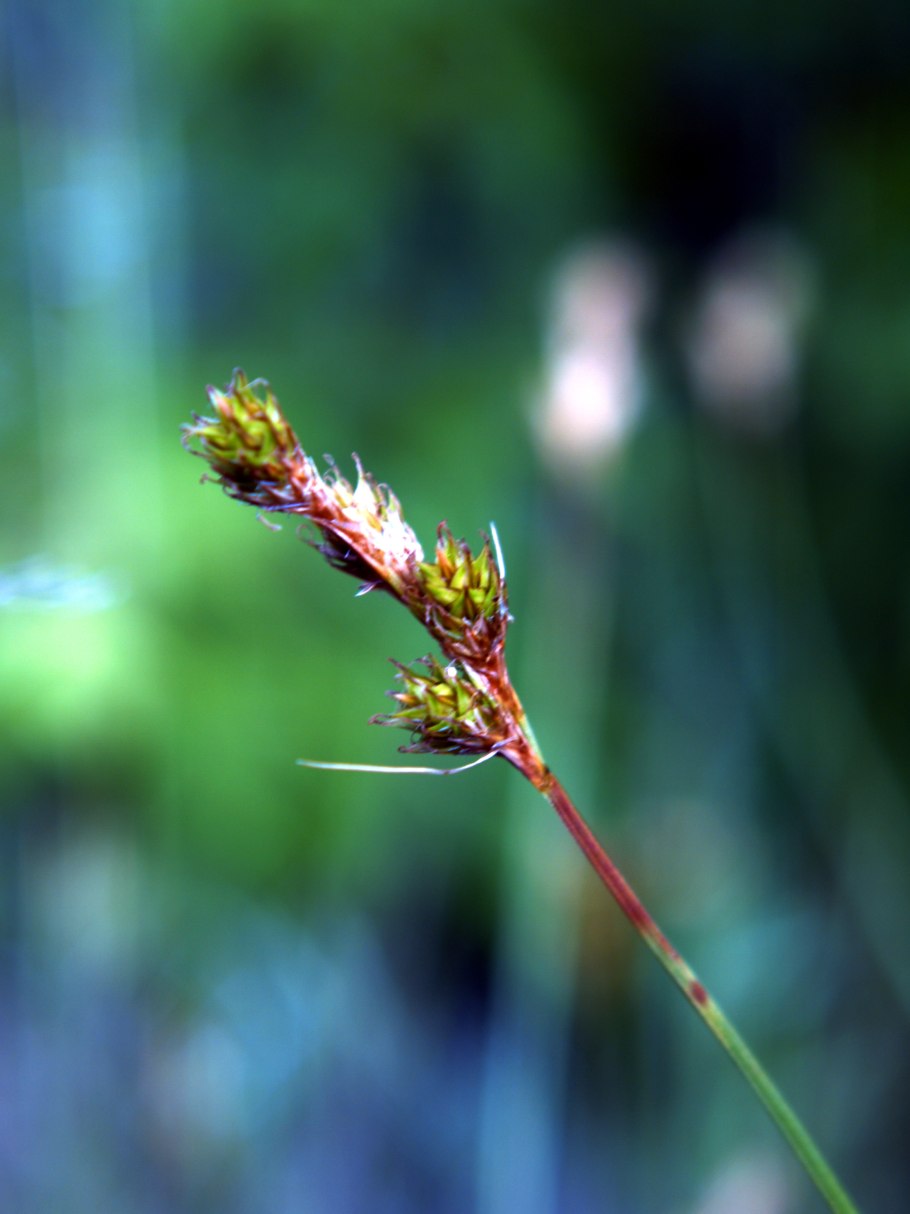 Ситник (Juncus)