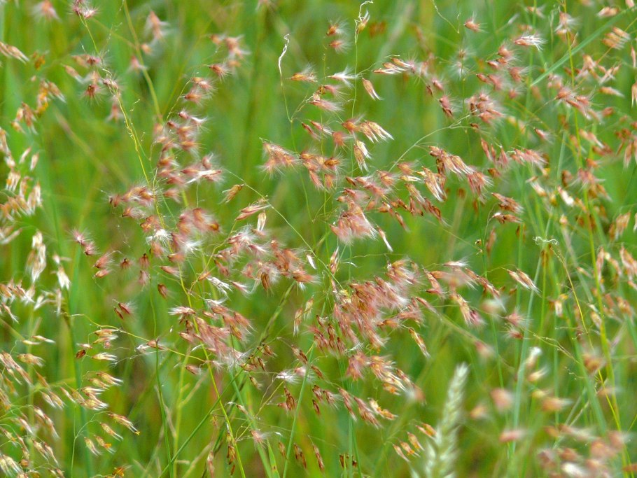 Перловник поникающий Melica Nutans