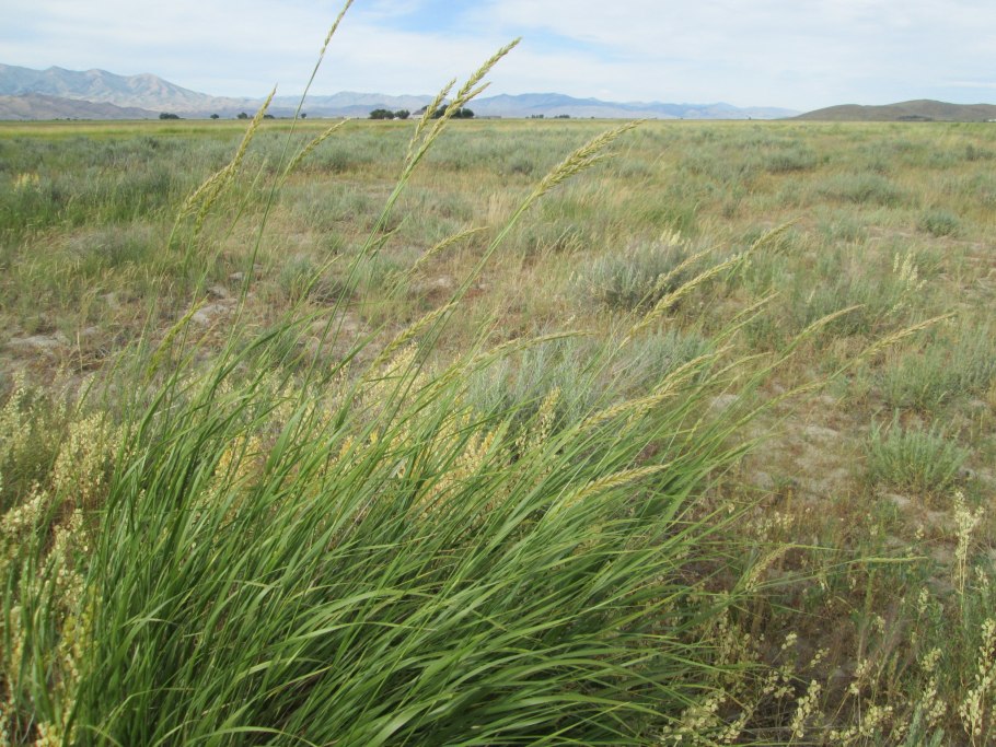 Осока малоцветковая