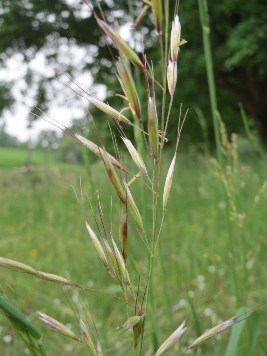 Многолетняя трава в сахаре
