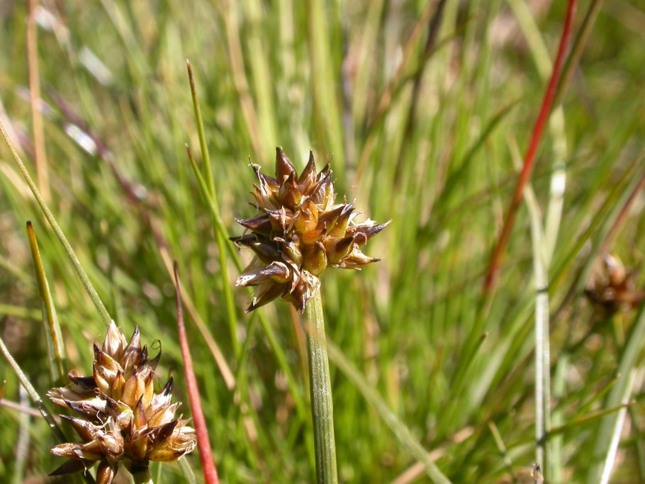 Carex flava l.