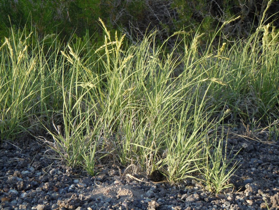 Eragrostis TEF