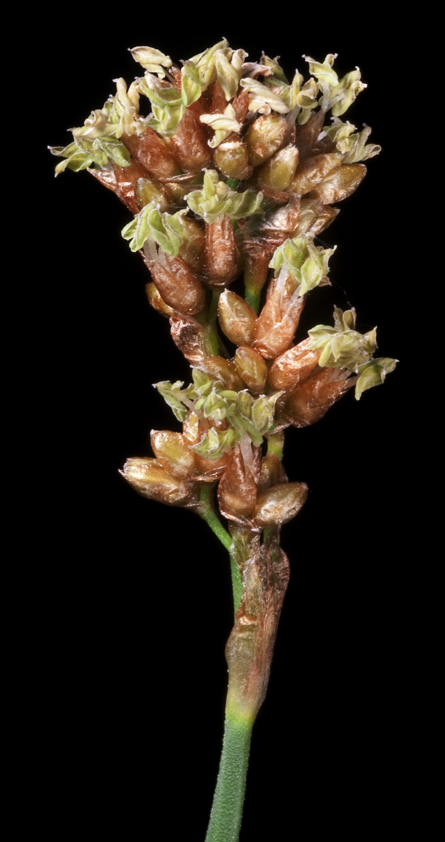 Злакоцветные виды