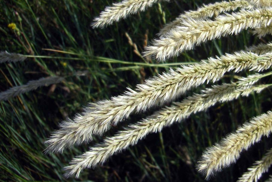 Перловник одноцветковый albida