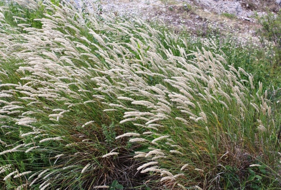 Перловник melica ciliata