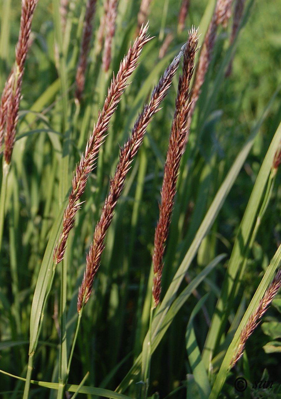 Перловник ( Melica Nutans)