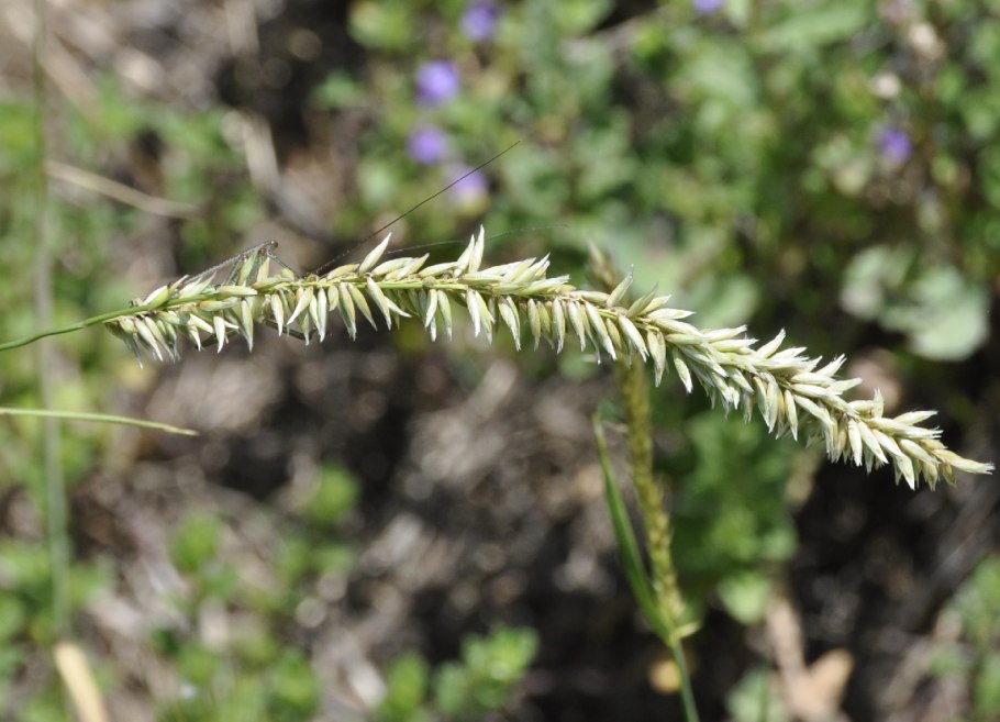 Пырей ползучий (elytrigia repens)
