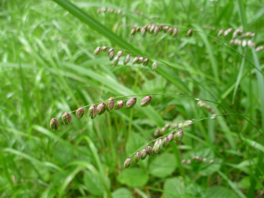 Перловник реснитчатый (Melica ciliata l.)