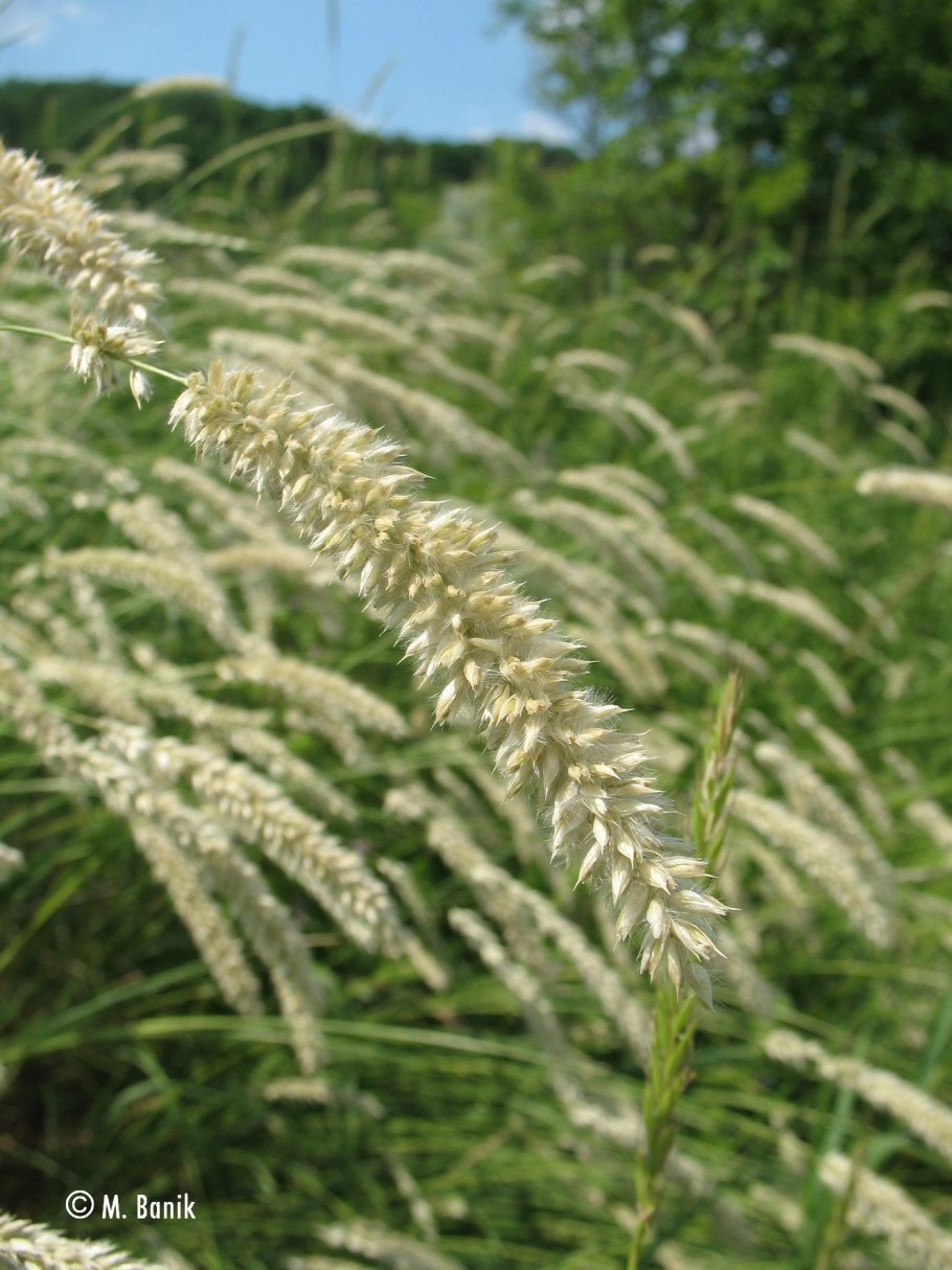 Pennisetum alopecuroides