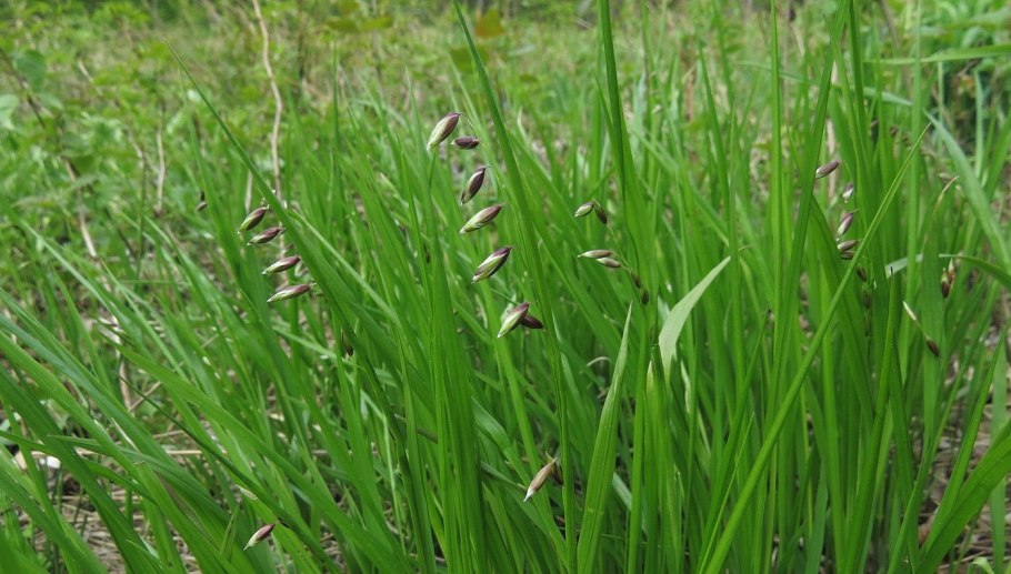 Перловник высокий