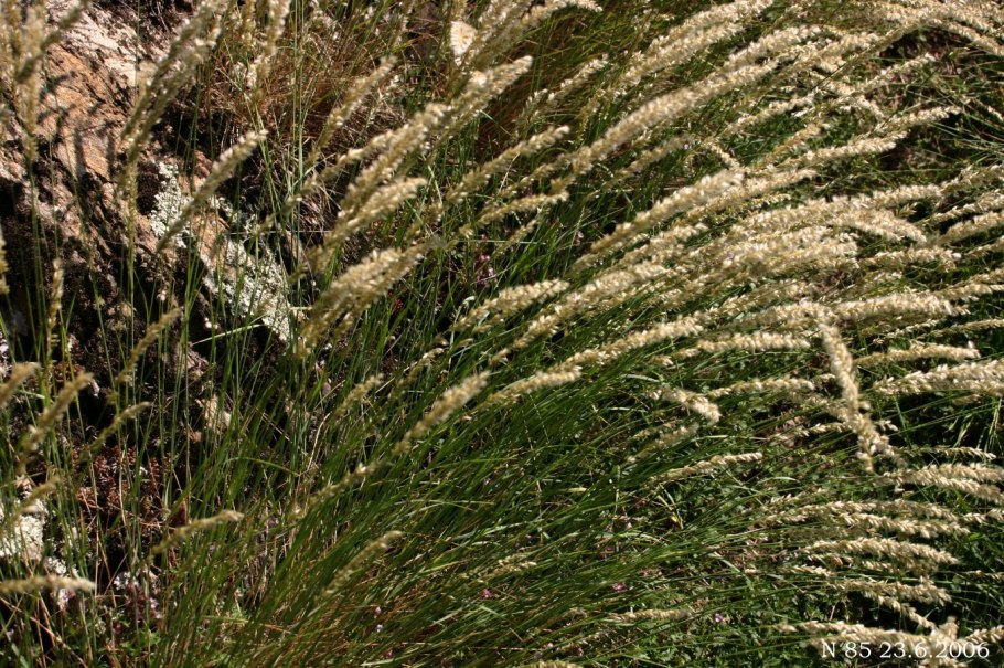 Перловник melica ciliata