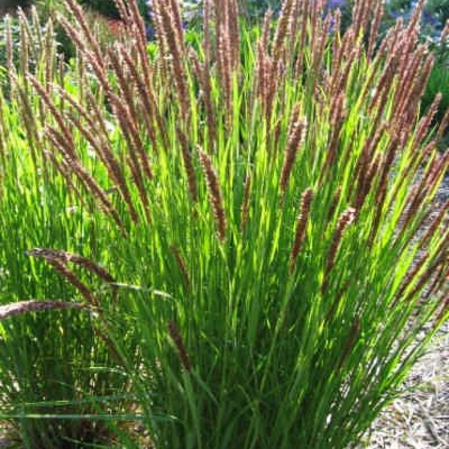 Перловник реснитчатый Melica ciliata