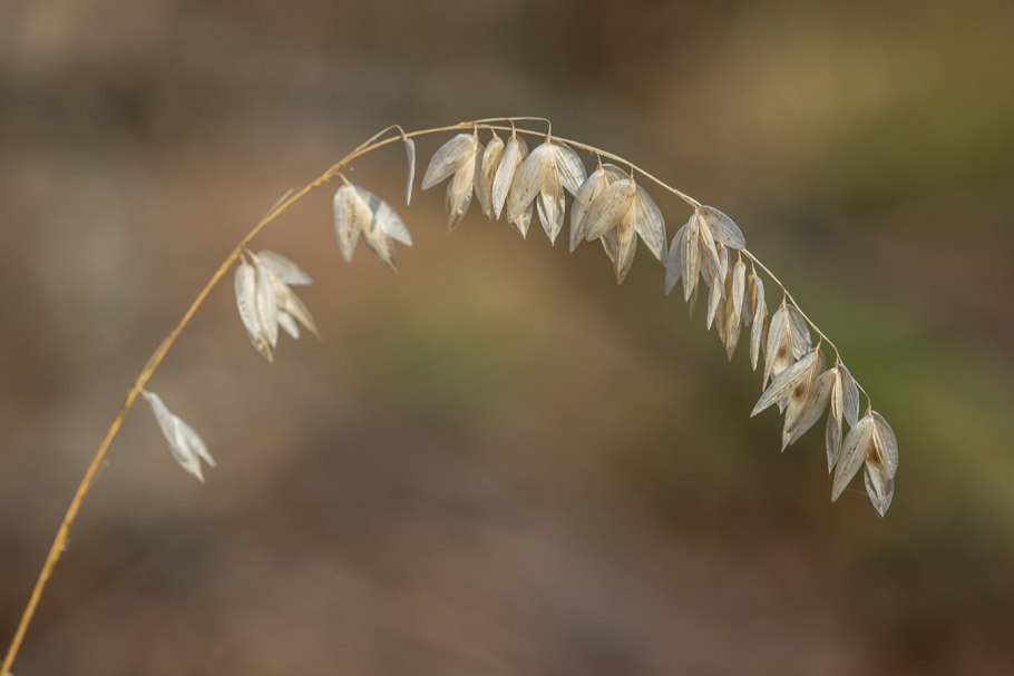 Овес посевной (avena sativa)