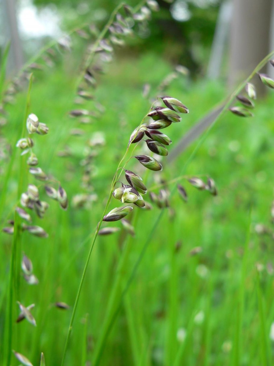 Перловник высокий