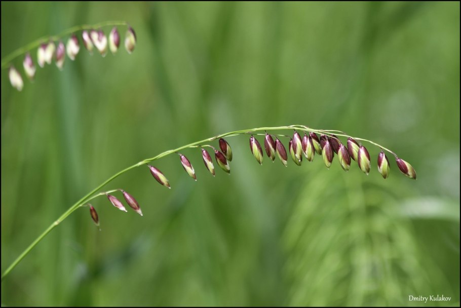 Перловник высокий atropurpurea