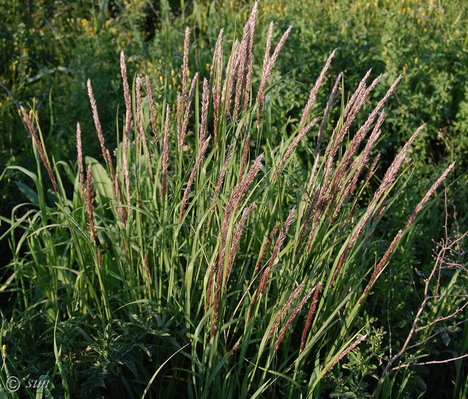 Перловник высокий atropurpurea