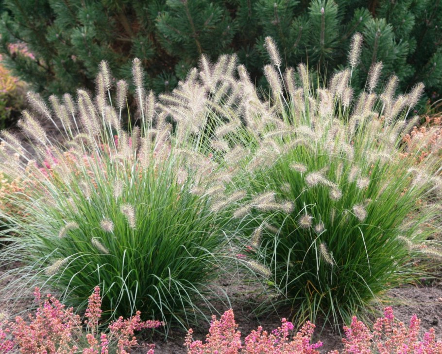 Перловник сухой