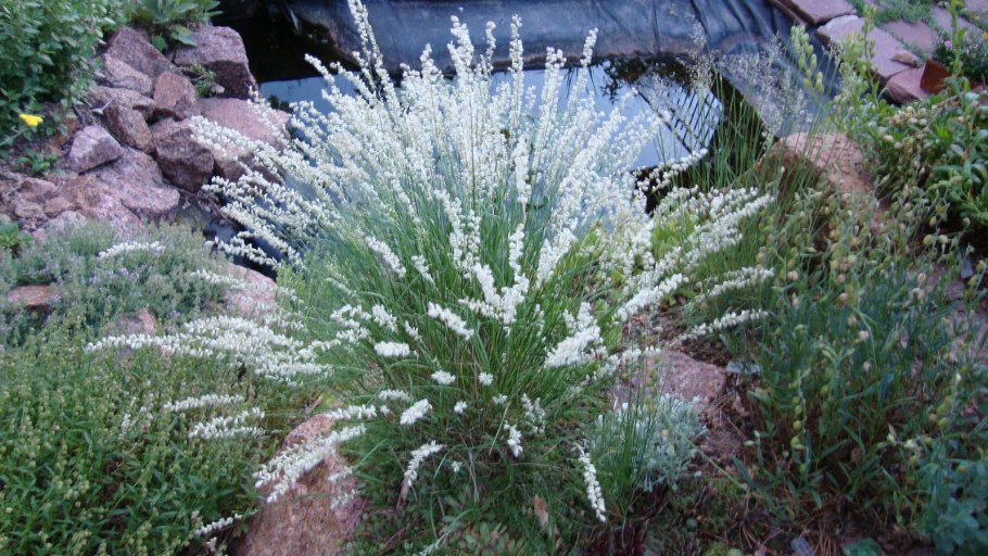 Перловник пестрый