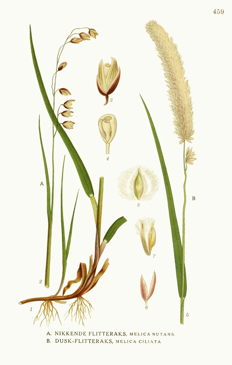 Перловник мелика