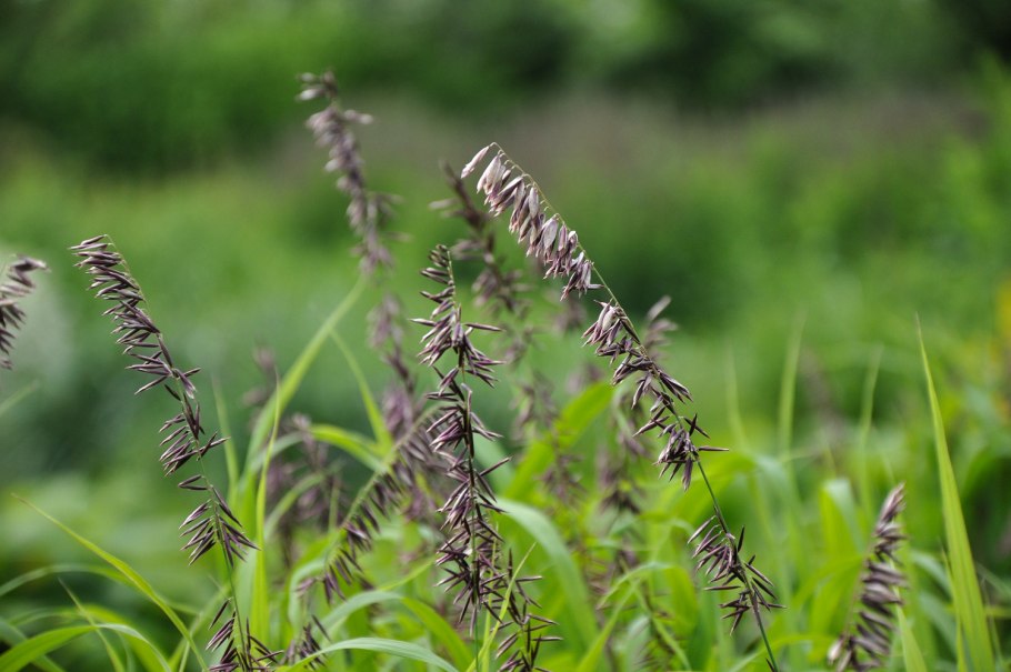 Перловник реснитчатый Melica ciliata
